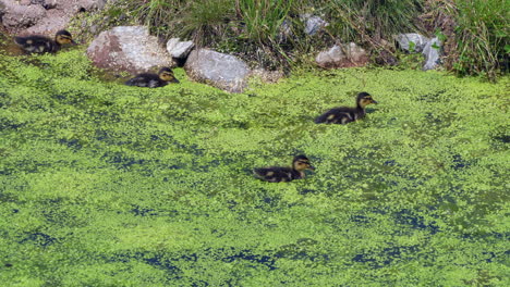 Group-of-sweet-young-ducks-swimming-in-greened-swamp-foraging-food-in-water,4K---Medium-shot
