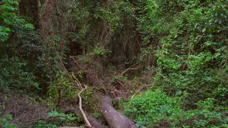 árbol-Caído-En-El-Bosque
