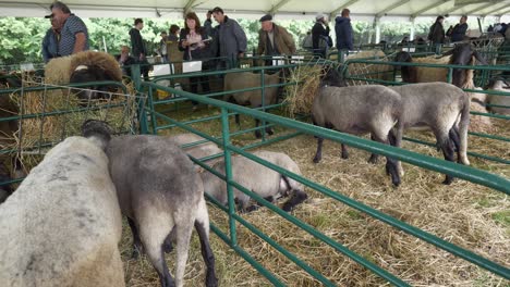 Livestock-in-metal-pens-at-National-festival-show-with-people-looking-and-admiring