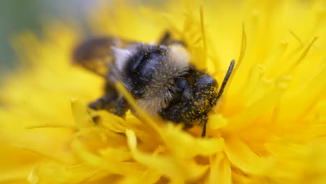 Honigbiene-Füttert-Nektar-Und-Pollen-Von-Löwenzahnblüten