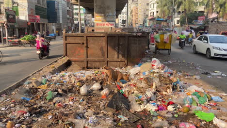 Streunender-Hund-Sucht-Friedlich-Im-Müll-Der-Straßen-Bangladeschs-Nach-Nahrung