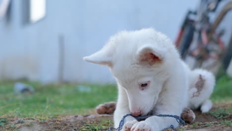 Portrait-of-Happy-brown-cute-Labrador-Retriever-puppy-with-foliage-bokeh-background