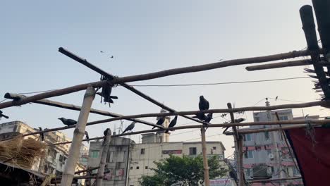 Flock-of-crows-perched-on-bamboo-structure-in-a-city,-slow-motion