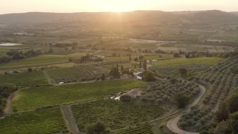 Wunderschöne-Europäische-Landschaft-Bei-Sonnenuntergang-Mit-Weinbergen-Und-Olivenbäumen