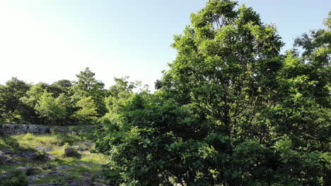 Erhebt-Sich-Mit-Einer-Drohne-über-Einer-Grünen-Landschaft,-Einem-Alten-Felsen-Und-Einem-Baum-Mit-Blauem-Himmel
