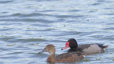 A-lovely-pair-of-rosy-billed-pochard,-netta-peposaca-swimming-next-to-each-other-across-wavy-lake-during-the-mating-season,-close-up-daylight-shot