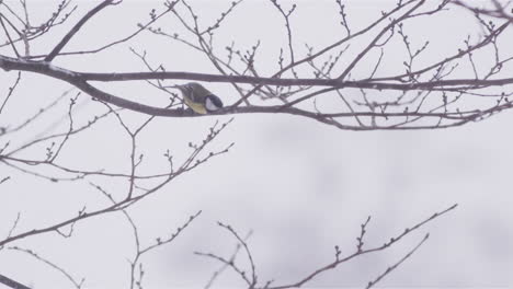 Great-tit-bird-takes-off-from-branch-during-snowy-winter,-Sweden,-slow-motion