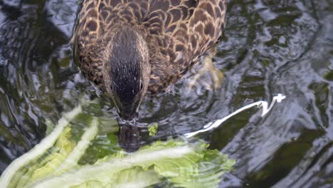 Close-up-shot-of-wild-Duck-eating-salad-in-lake-during-daytime