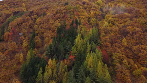 Autumn-forest-trees-yellow-and-red-foliage,-woodland-aerial-view-in-fall-season,-natural-colorful-park
