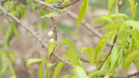 New-Green-Budding-Peach-Fruit-On-A-Lush-Tree-Branch,-CLOSE-UP