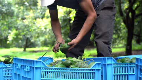 Blaue-Kisten-Werden-Mit-Hass-Avocados-Gefüllt,-Nachdem-Ein-Hispanischer-Mann-Während-Der-Ernte-In-Mexiko-Die-Stiele-Entfernt-Hat