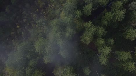 Niebla-Sobre-Un-Bosque-De-Coníferas-Verde-Como-Disparo-De-Arriba-Hacia-Abajo-Por-Un-Dron-En-La-Temporada-De-Otoño