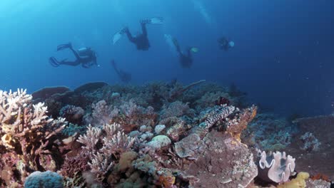 Buceadores-Nadando-Por-Encima-De-Un-Saludable-Jardín-De-Coral-En-La-Gran-Barrera-De-Coral-De-Australia