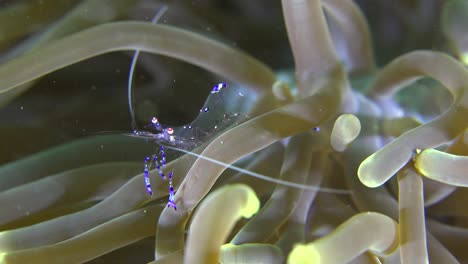 small-transparent-anemone-shrimp-sitting-on-sea-anemone-arms