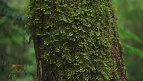 árbol-Cubierto-De-Musgo-Bajo-La-Lluvia,-Bosque-De-Aokigahara-En-El-Monte-Fuji,-Japón