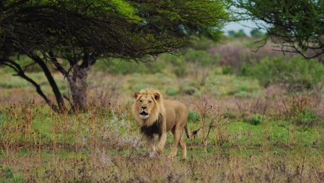 Male-Lion-Roaring-While-Walking-In-The-Grassland-At-Central-Kalahari-Game-Reserve