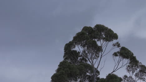 Un-árbol-De-Goma-Que-Sopla-En-El-Viento-Contra-Un-Cielo-Nublado