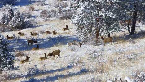 Herd-of-cow-Elk-resting-and-a-group-moving-right-to-left-on-a-snowy-hillside-in-the-Rocky-Mountains-of-Colorado