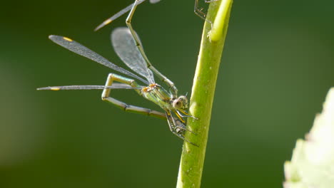 Macro-close-up-of-green-colored-Damselfly-hanging-on-green-plant-and-resting-in-sunlight