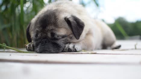 Pug-dog-puppy-sleeping-outside,-close-up-portrait-of-a-baby-pet-seen-from-a-low-angle-view