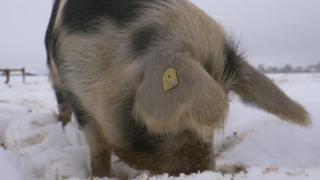 Close-up-details-shot-of-Wool-Pig-foraging-frosty-snow-outdoors-on-farm-field---Looking-for-food-during-grey-sky-in-winter