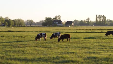 Kreisende-Drohnenaufnahme-Einer-Herde-Kühe,-Die-Auf-Einer-Grünen-Wiese-In-Krimpenerwaard,-Niederlande,-Grasen
