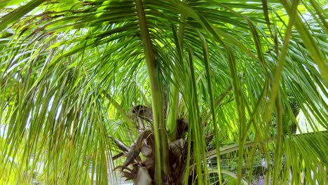 Sommer-Tropische-Kokospalme