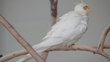 Cute-Cockatiel-Bird-Perched-In-A-Branch-In-A-Zoo---close-up-shot