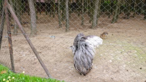 Juvenile-Ostrich-Standing-Inside-The-Cage-With-Open-Wings