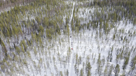 Aerial-shot-of-dog-sleds-running-away-on-a-narrow-path-in-the-middle-of-green-forest-with-snowy-ground