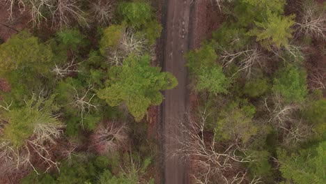 Imágenes-De-Video-De-Drones-Aéreos-Vista-De-Arriba-Hacia-Abajo-De-Un-Dosel-De-árboles-De-Primavera-Y-Camino-De-Tierra-En-Las-Montañas-Apalaches