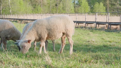 Schafe-Fressen-Gras-Auf-Einem-Feld
