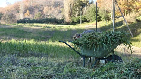 elderly-worker-picking-up-grass-from-the-ground-and-loading-it-onto-the-wheelbarrow-with-sunset-light-on-the-background
