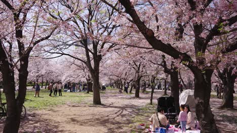 Observación-De-Flores-De-Cerezo-Hanami-En-Osaka,-Japón,-Panorámica-A-La-Derecha-Sobre-Familias-Y-Personas-Que-Miran-Flores-De-Cerezo