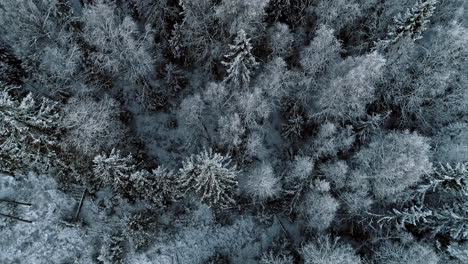 Aerial-drone-top-view-of-snow-covered-forest-floor-on-a-cold-winter-landscape-in-the-rural-landscape