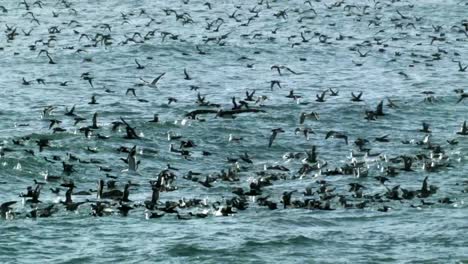 Tausende-Wasservögel-Und-Möwen-Fliegen-Auf-Dem-Meer,-Linke-Pfanne