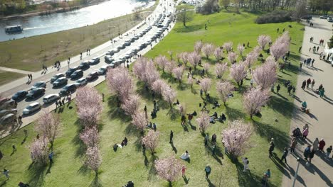 AERIAL:-People-Enjoying-Day-in-Vilnius-During-Cherry-Blossom-Season