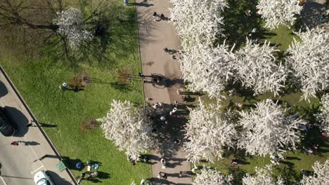 AERIAL:-Top-View-of-People-Walking-in-Vilnius-During-Cherry-Blossom-Season