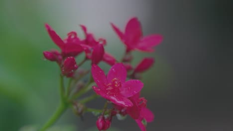 Close-up-shot-of-pink-flower-with-raining-at-diu-city-of-India