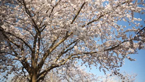 A-dynamic-low-angle-footage-of-a-cherry-tree-with-white-blossoms