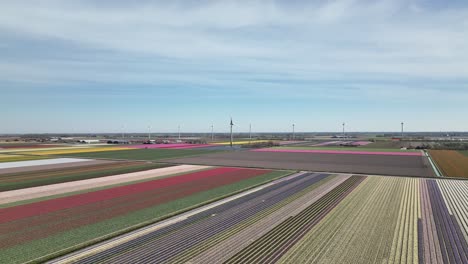 Campos-De-Tulipanes-En-Los-Países-Bajos-10---Temporada-De-Primavera-De-Holanda-Del-Norte---Droneview-Estabilizado-En-4k
