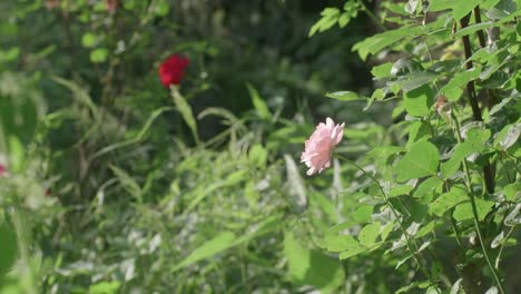 Pink-Rose-Swaying-And-Moving-In-Heavy-Wind,-Nature-Background,-Slow-Motion