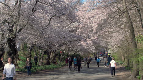 Großes-Blätterdach-Aus-Blühenden-Kirschbäumen-Entlang-Des-Wanderwegs-Im-Central-Park,-N.-Chr