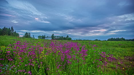 Frühlingsblumenfelder-über-Dramatischem-Himmel-Mit-Wolkenlandschaft