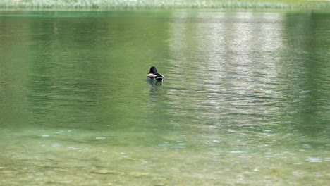 Slow-motion-of-a-duck-in-the-middle-of-a-lake-circling-around-in-calm-water