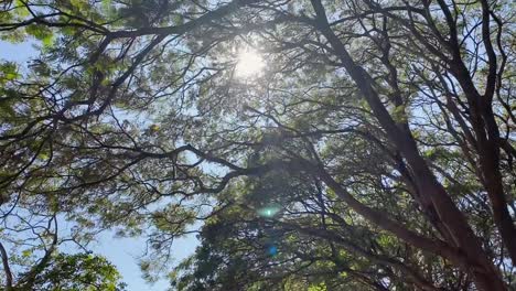 sliding-footage-looking-up-to-a-sunny-blue-sky-through-the-branches-of-a-tree