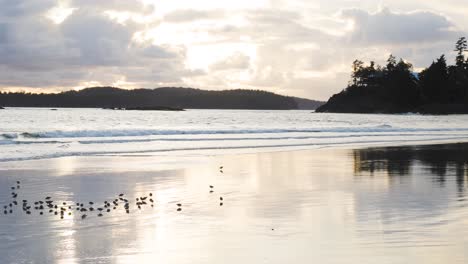 A-handheld-video-of-some-small-birds-looking-for-food-on-the-beach-with-a-forest-and-sunset-in-the-background