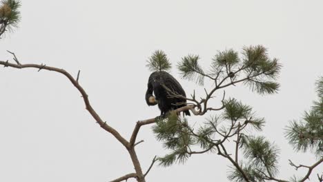 Single-black-cormorant-bird-on-the-branch-in-its-natural-habitat-in-Poland