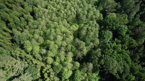 Top-Down-Aerial-View-of-Green-Forest,-Fir-Trees-and-Vegetation-in-woodland,-Panning-Landscape-Panoramic-View