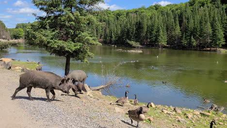 Pigs-And-Ducks-Beside-Riverbank-On-Sunny-In-Quebec,-Canada